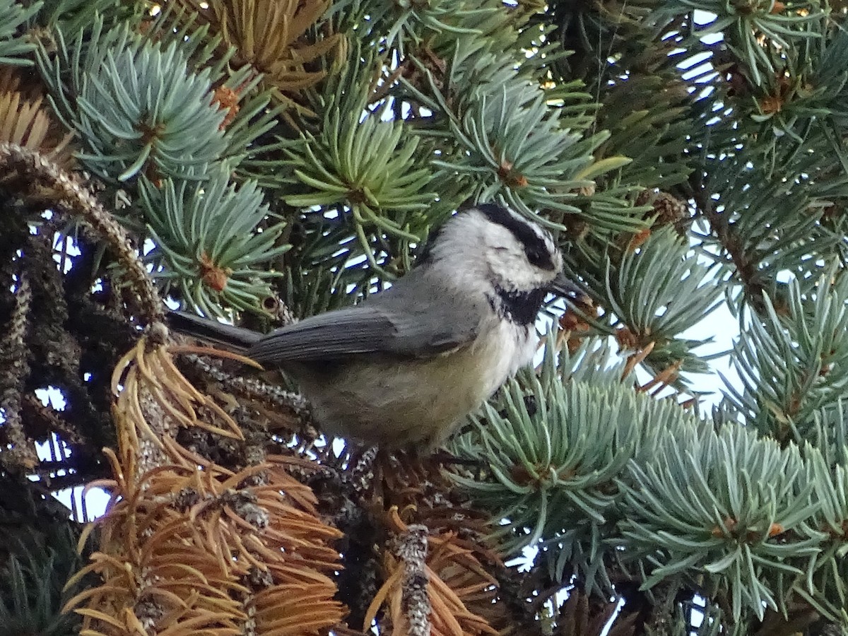 Mountain Chickadee - ML625453756