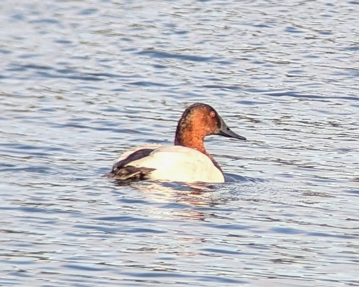 Canvasback - ML625453759