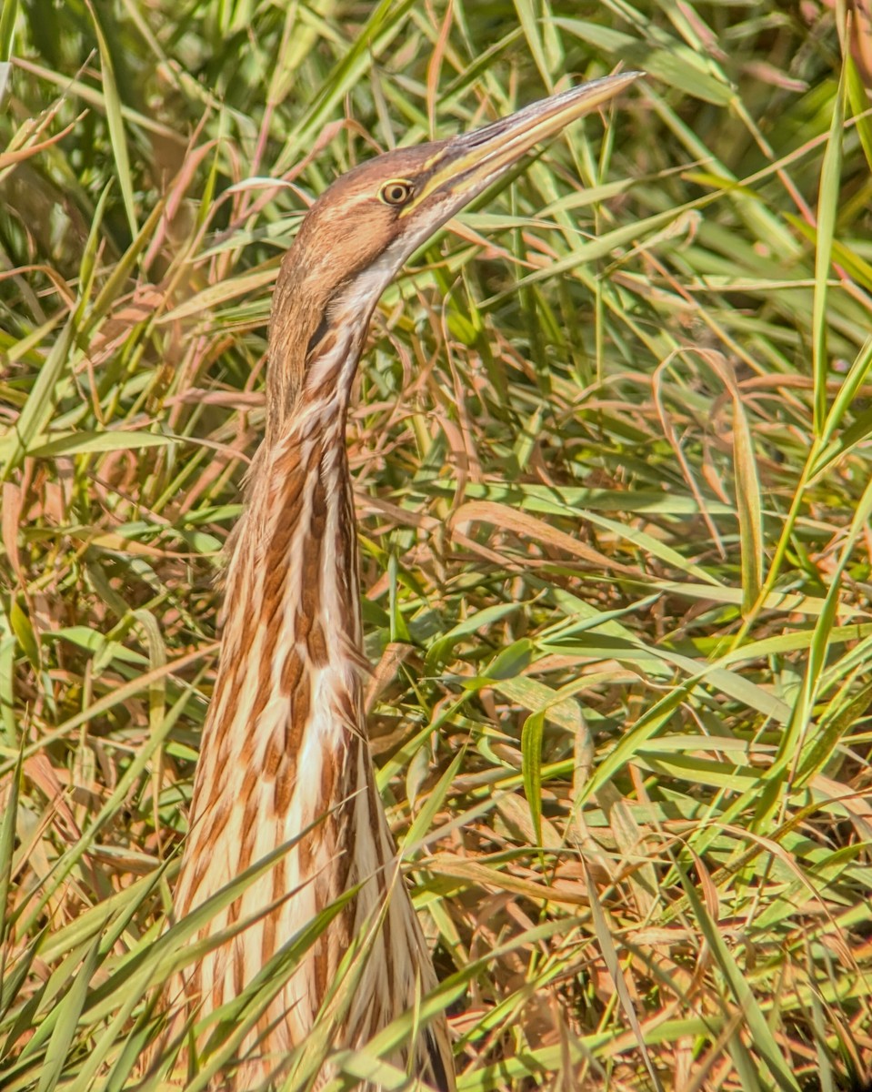 American Bittern - ML625453773