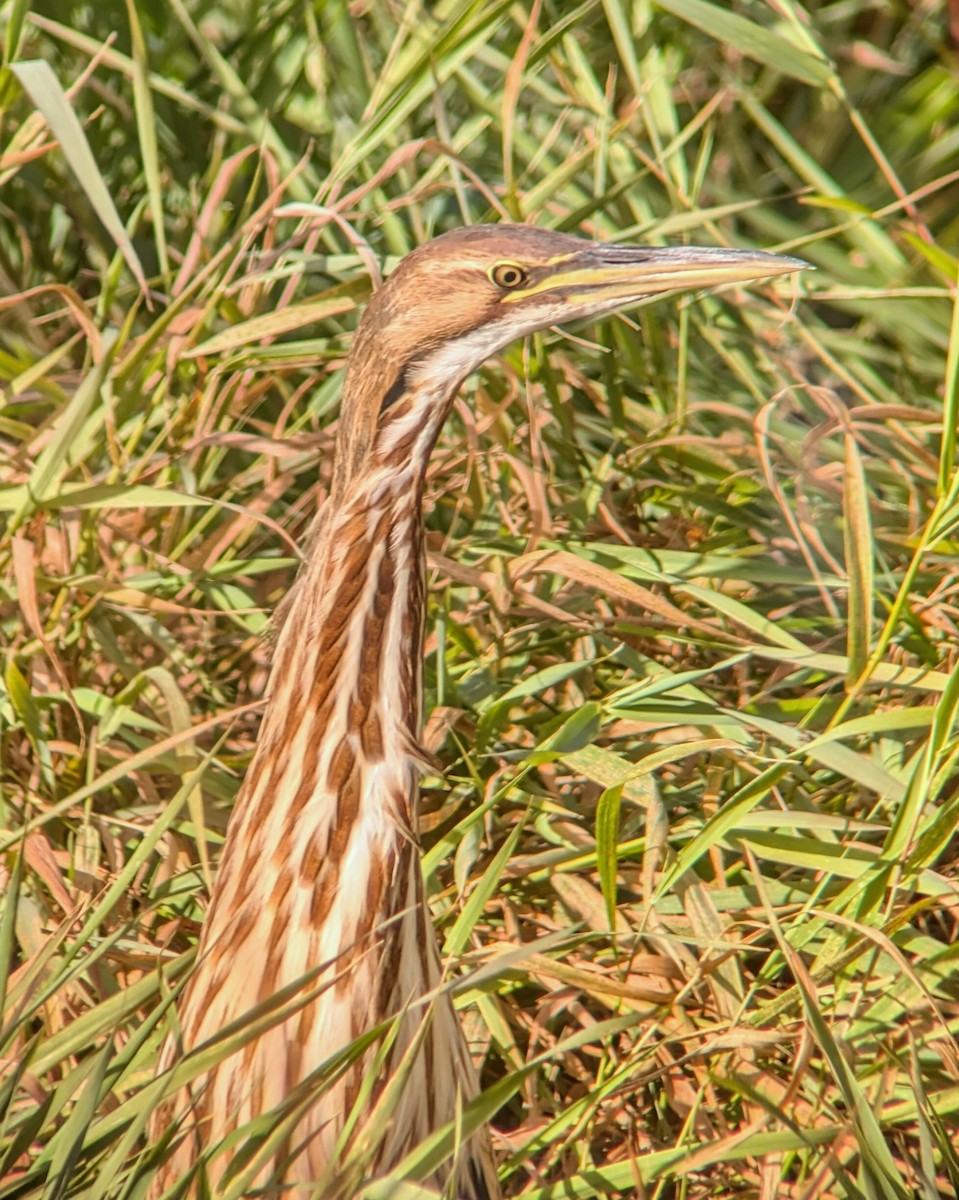 American Bittern - ML625453775