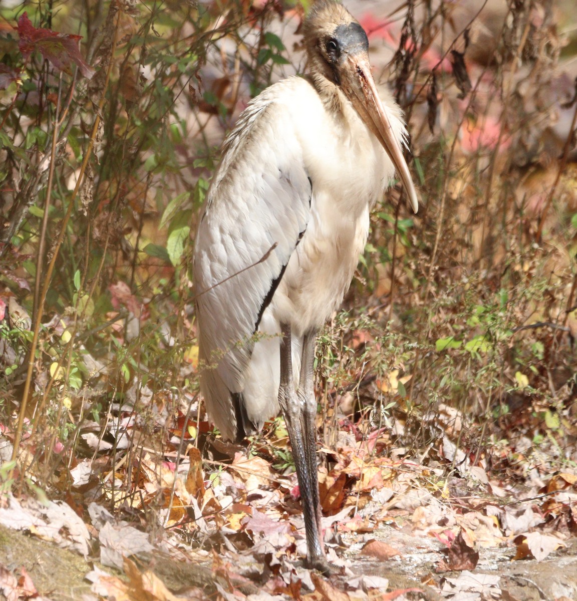 Wood Stork - ML625453971
