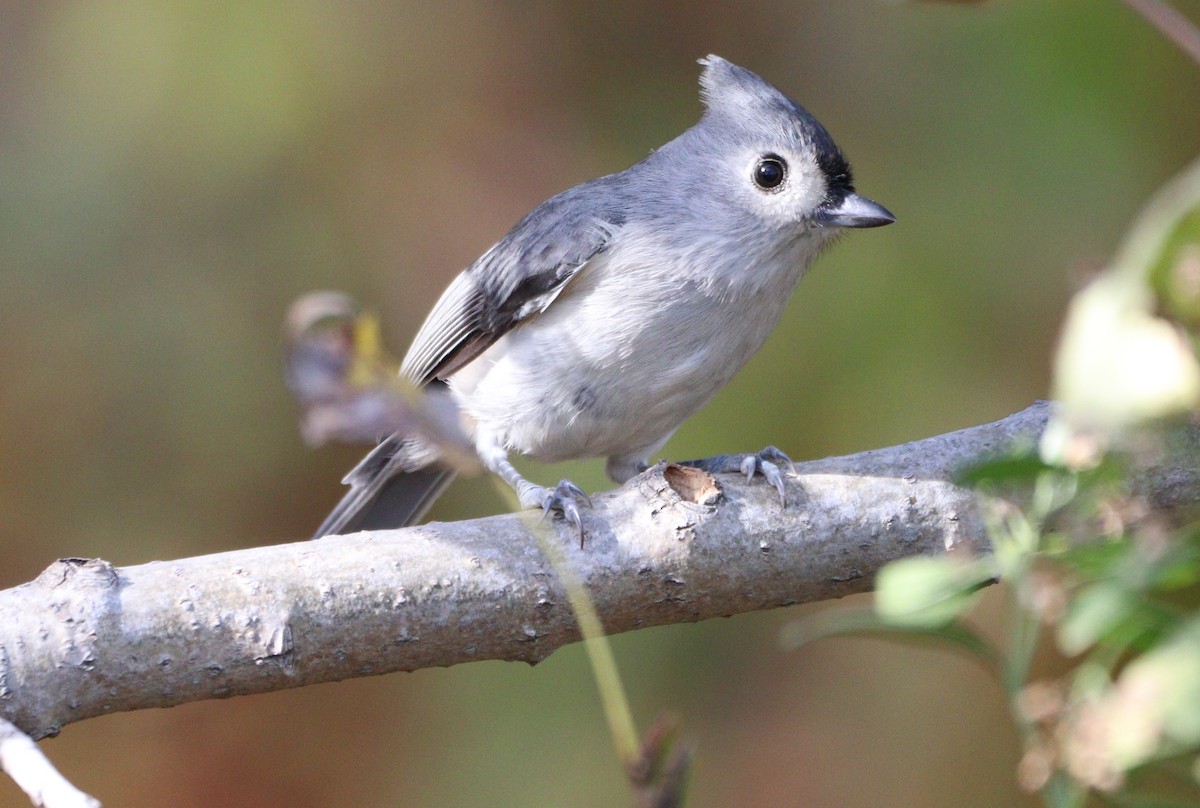Tufted Titmouse - ML625453976