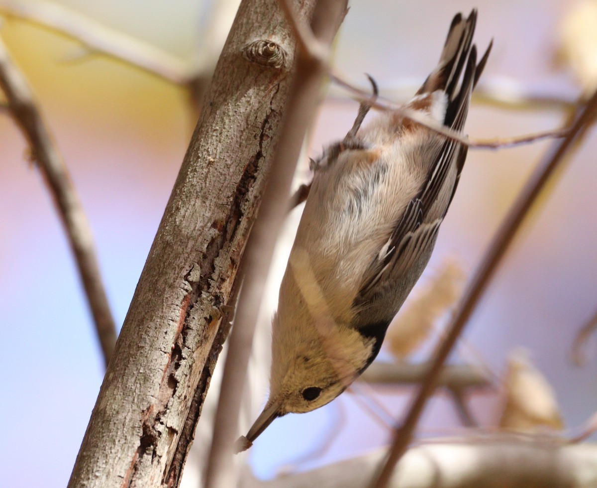 White-breasted Nuthatch - ML625453990