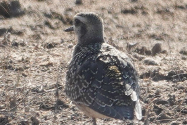American Golden-Plover - ML625454006