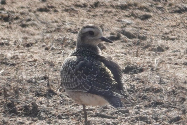 American Golden-Plover - ML625454007