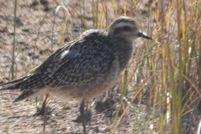 American Golden-Plover - ML625454008