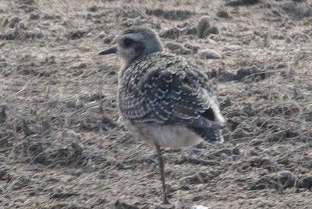 American Golden-Plover - ML625454009