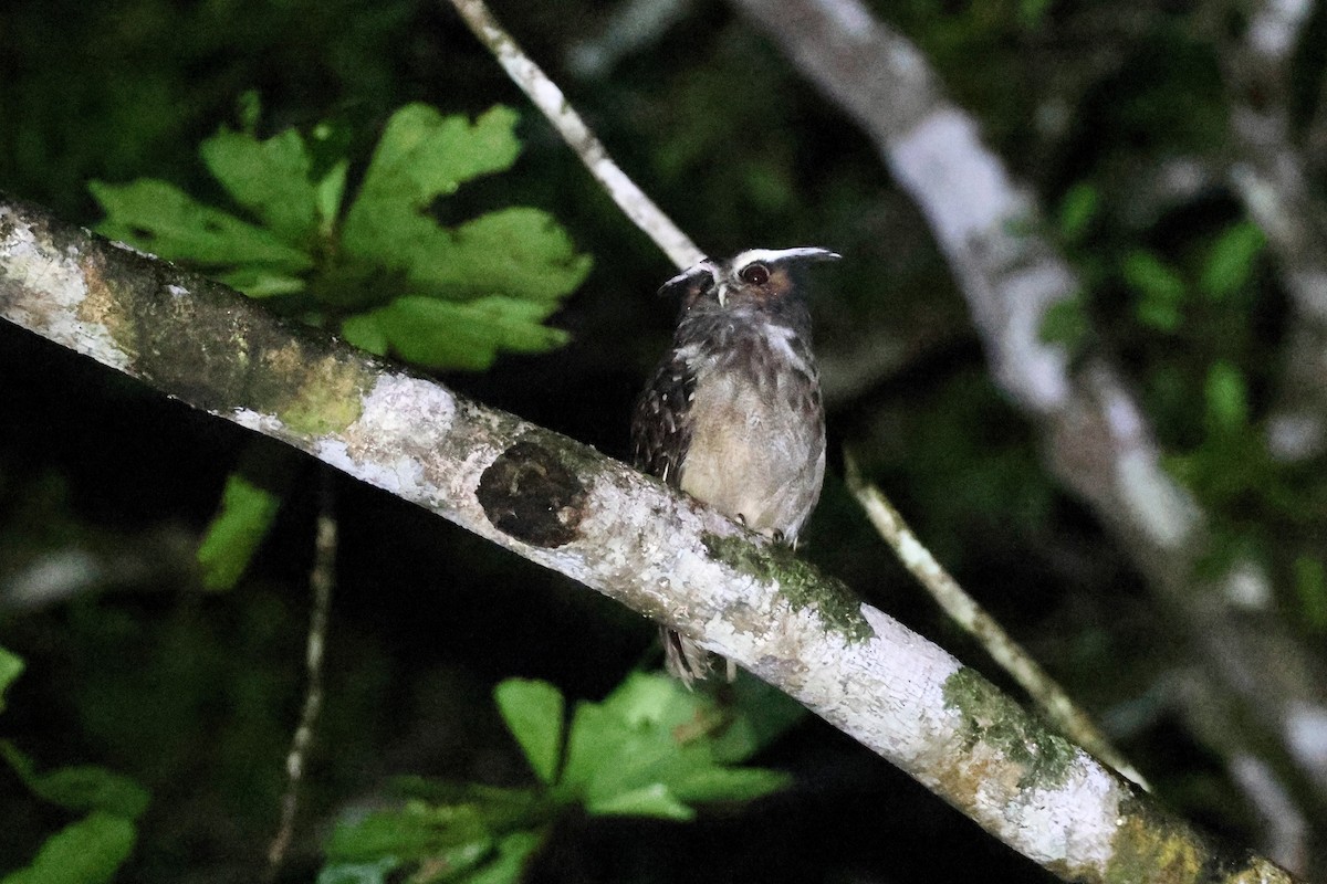 Crested Owl - ML625454057