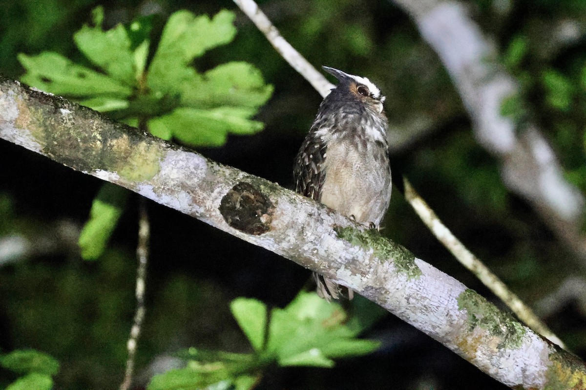 Crested Owl - ML625454058