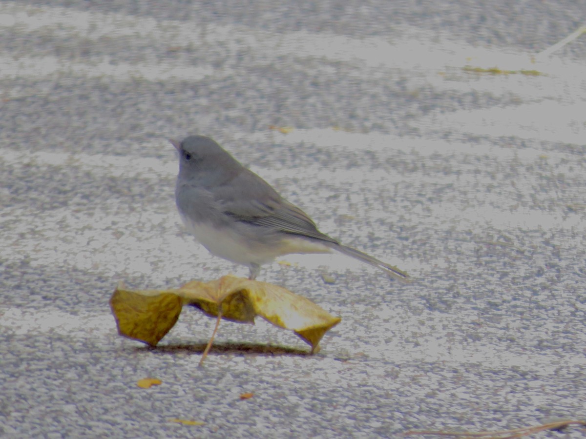 Dark-eyed Junco - ML625454137