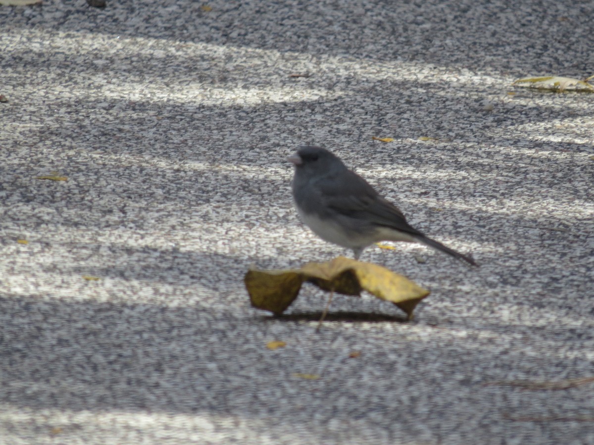 Dark-eyed Junco - ML625454138