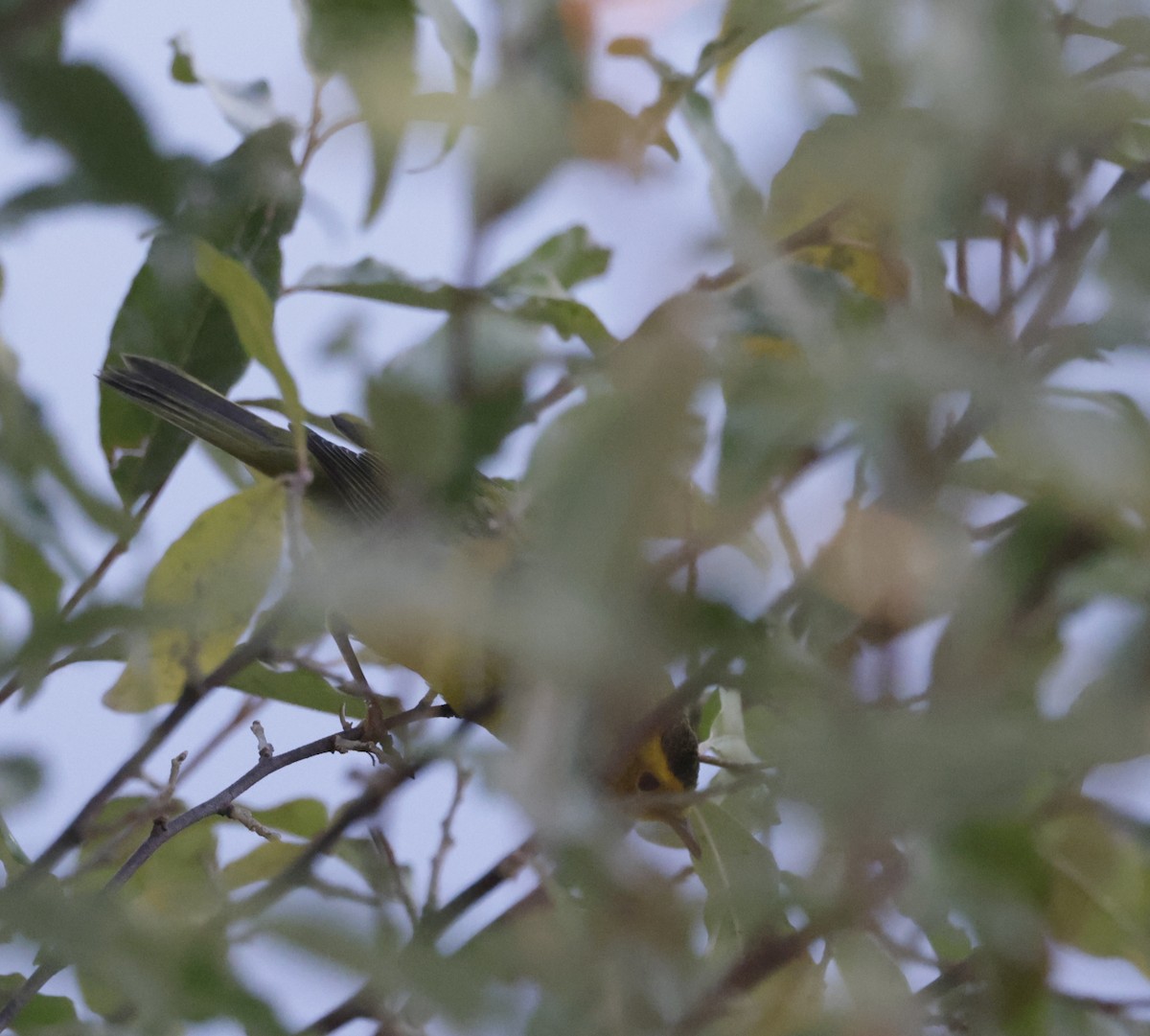 kalottparula - ML625454328