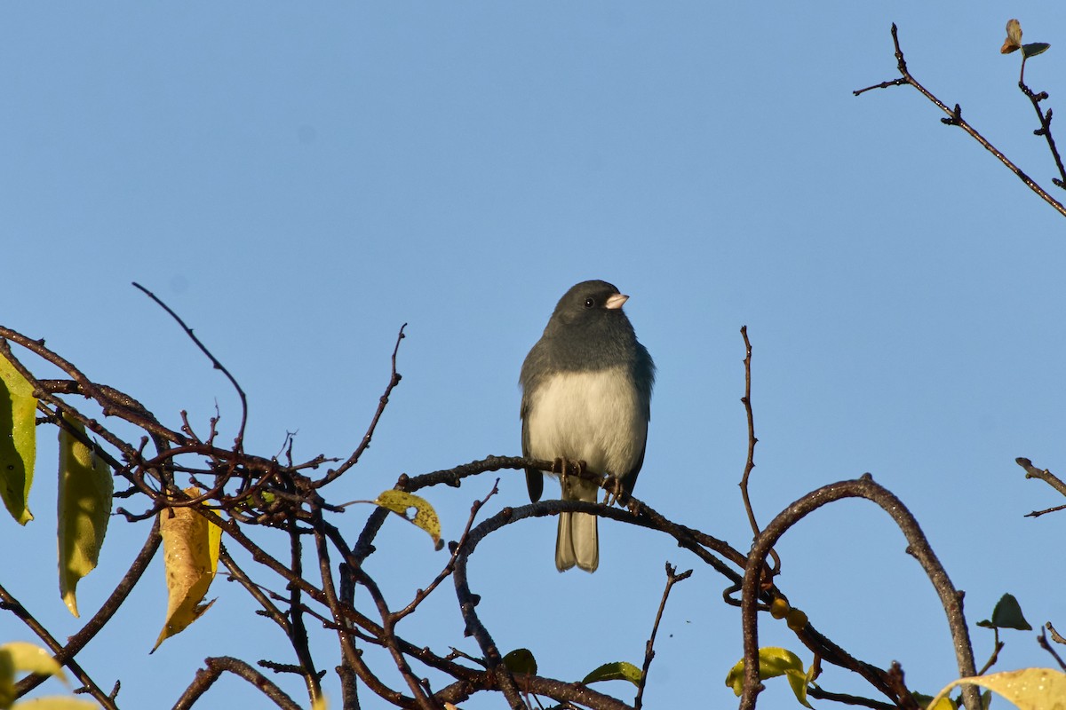 Winterammer (hyemalis/carolinensis) - ML625454449