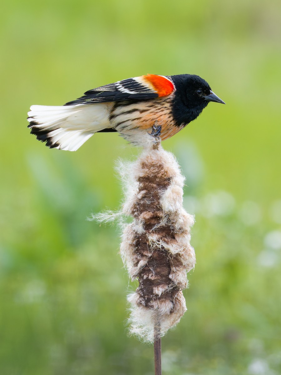 ハゴロモガラス - ML625454479