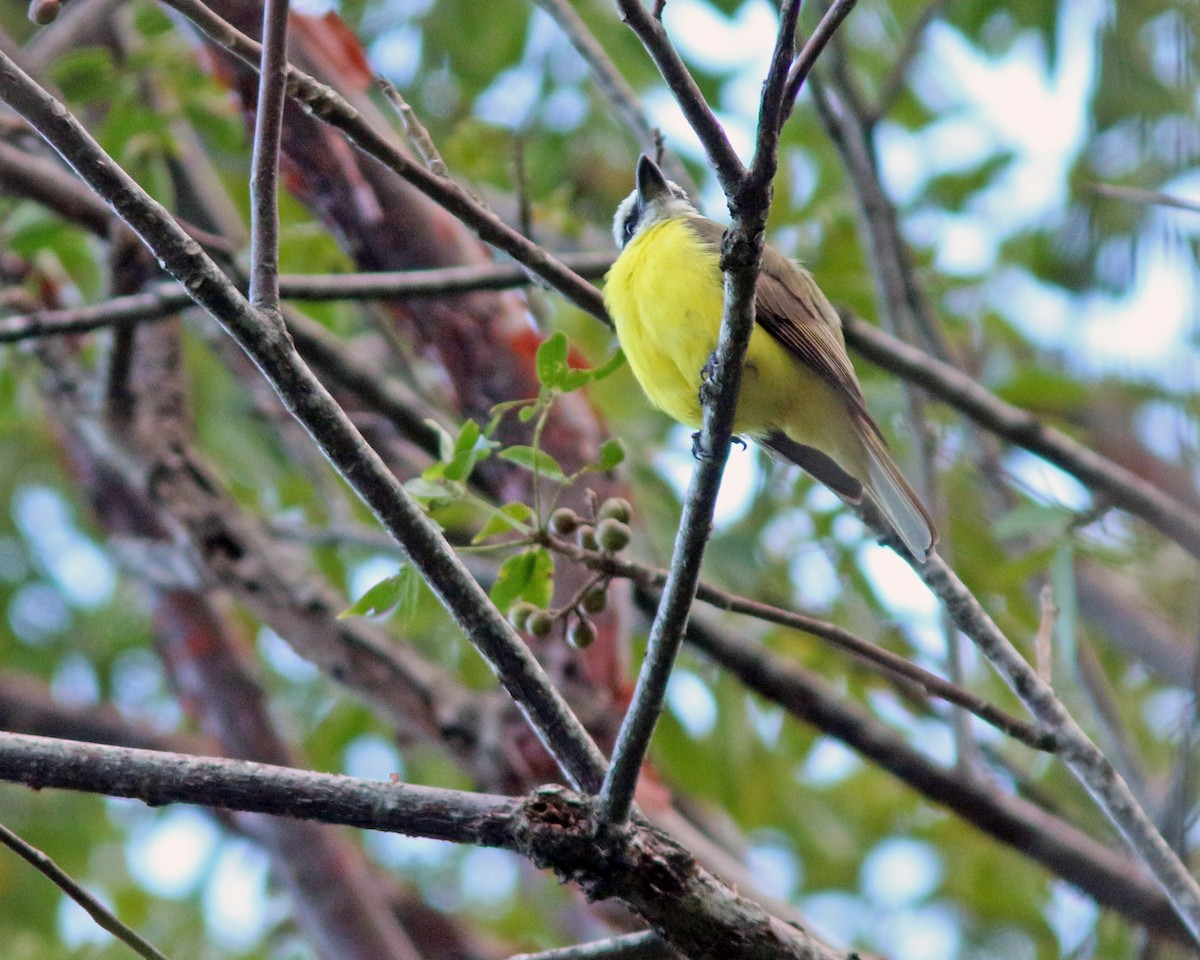 Boat-billed Flycatcher - ML625454496