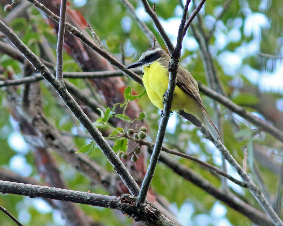 Boat-billed Flycatcher - ML625454497