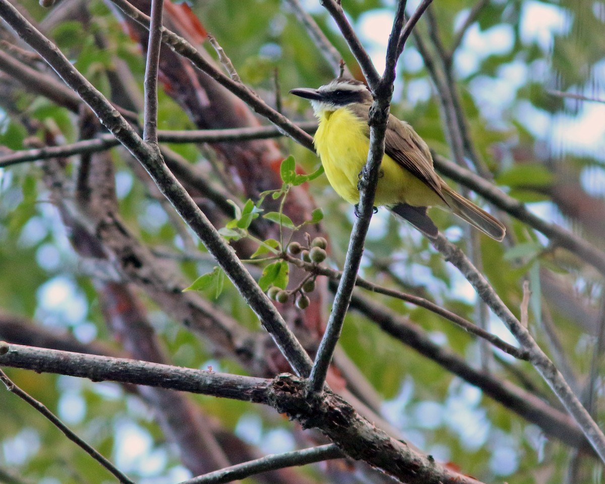 Boat-billed Flycatcher - Jared Clarke