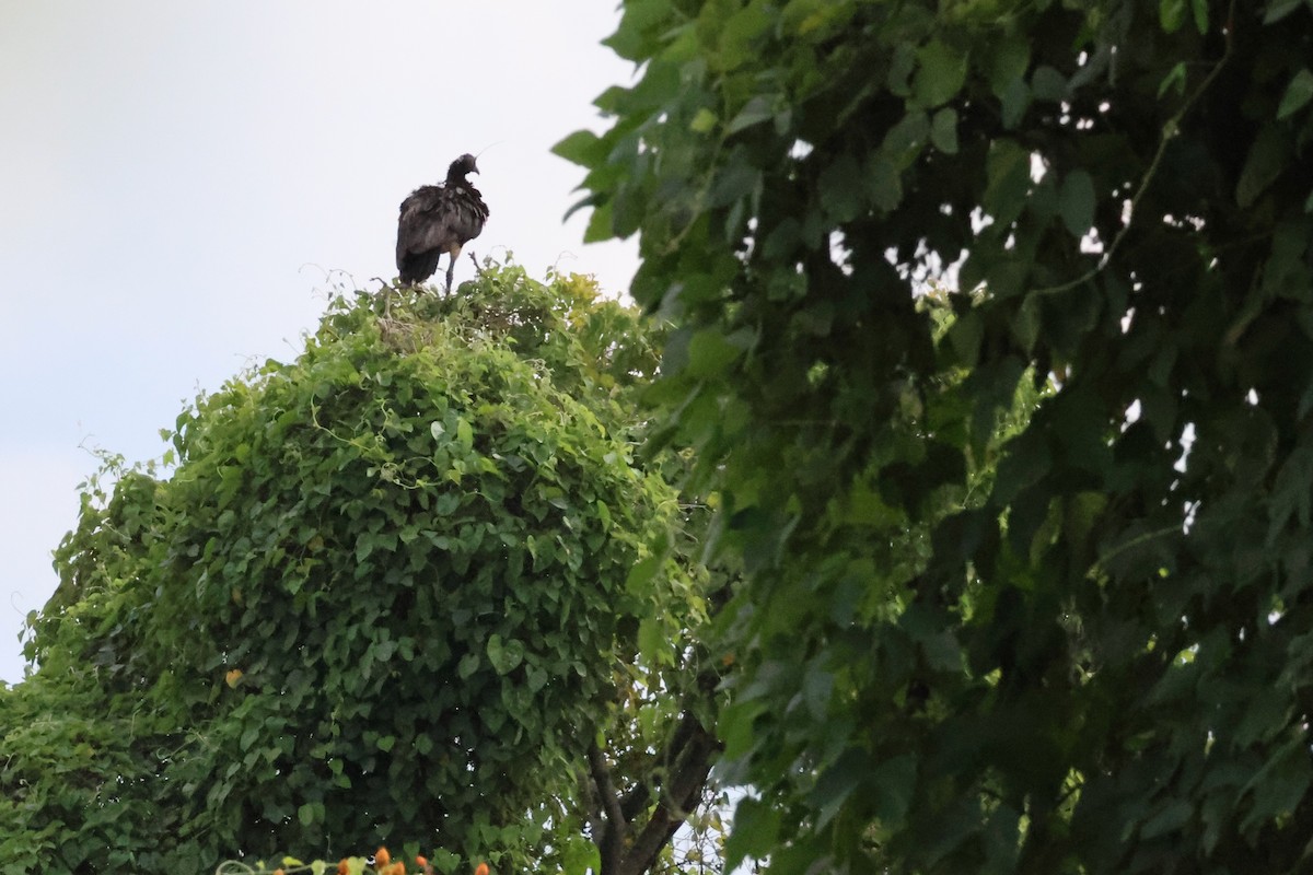 Horned Screamer - ML625454673