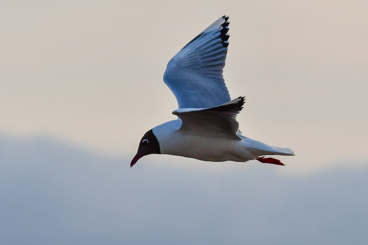 Brown-hooded Gull - ML625454921
