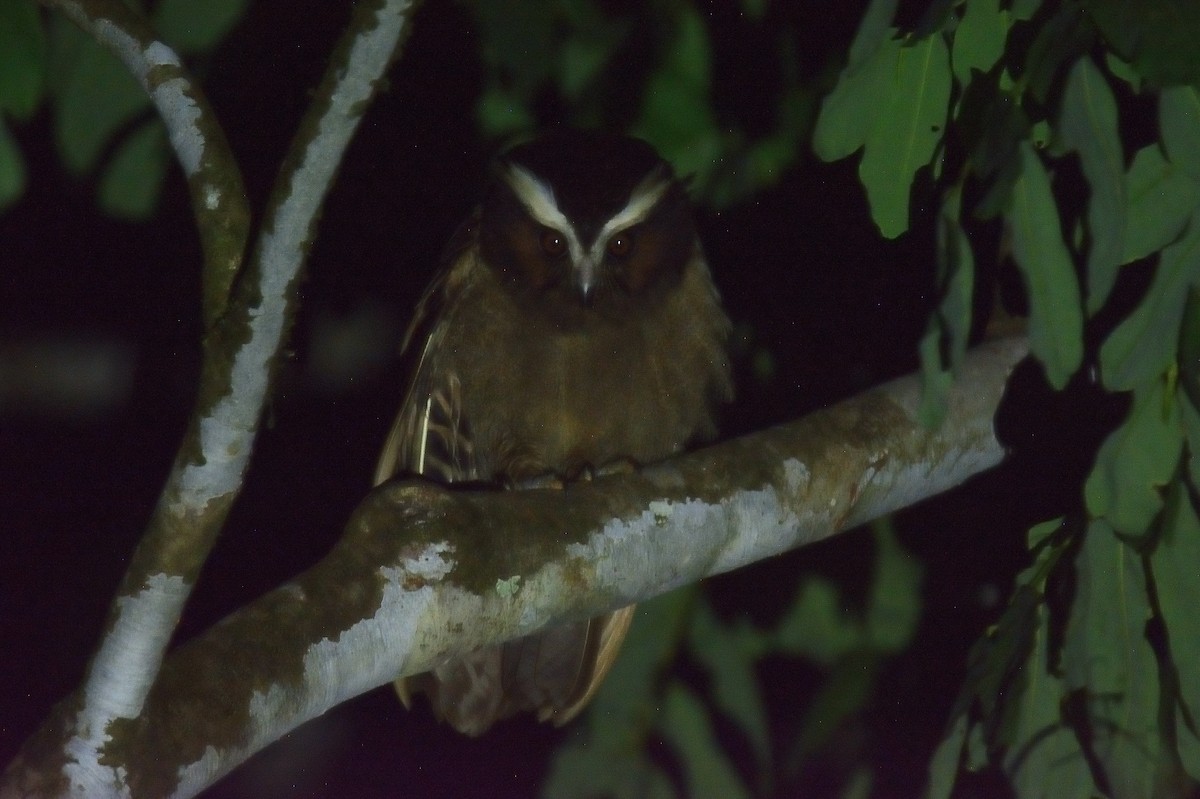 Crested Owl - ML625455107