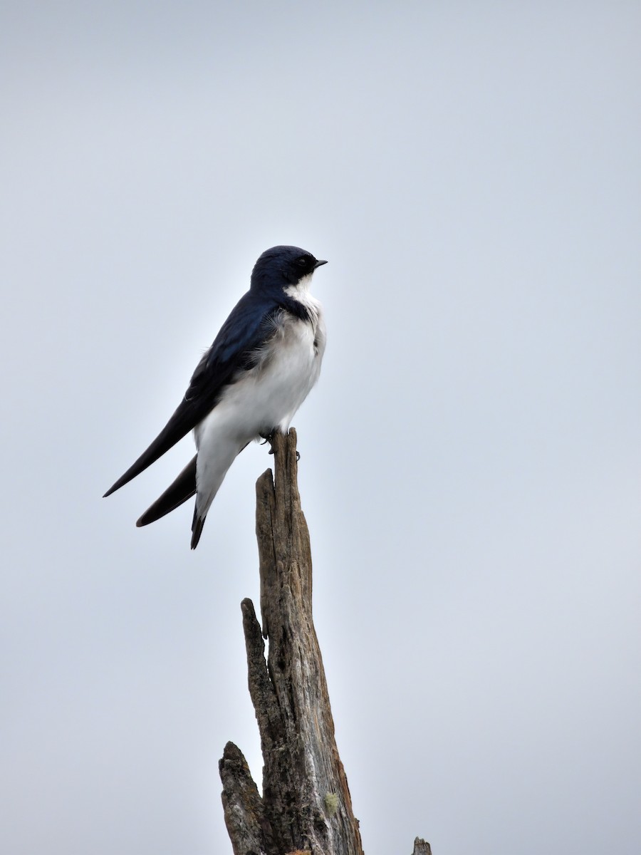 Chilean Swallow - ML625455114