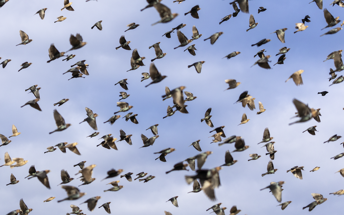 Brown-headed Cowbird - ML625455234