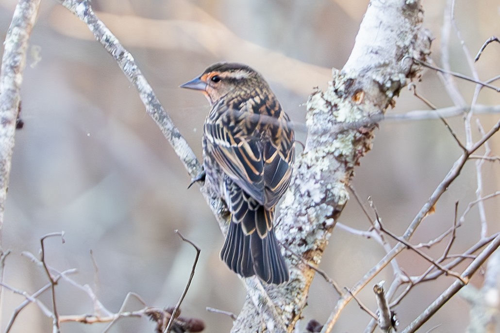 Red-winged Blackbird - ML625455494