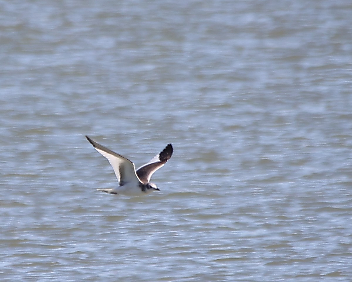 Sabine's Gull - ML625455597