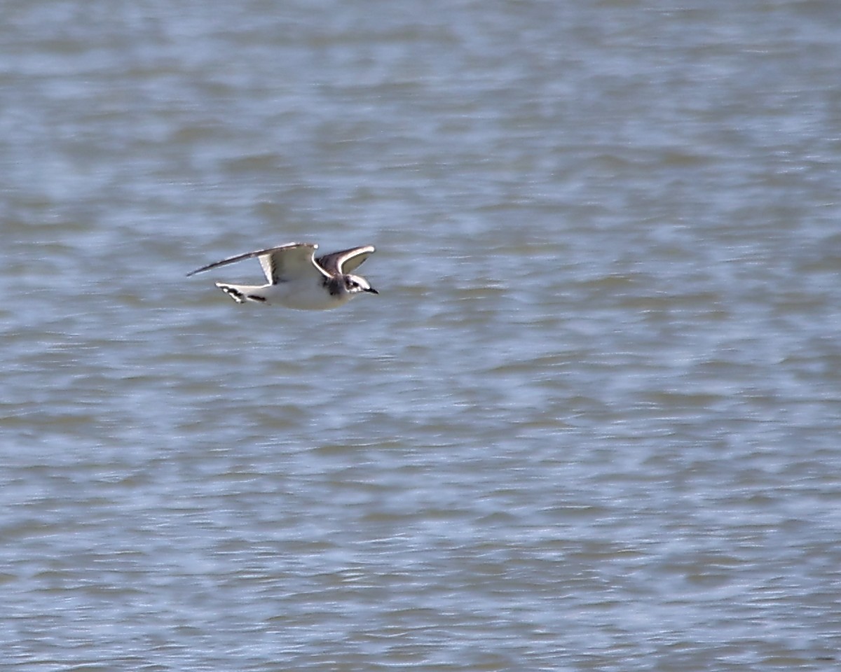 Sabine's Gull - ML625455598