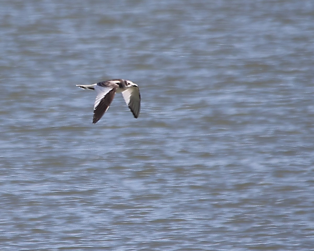 Sabine's Gull - ML625455599