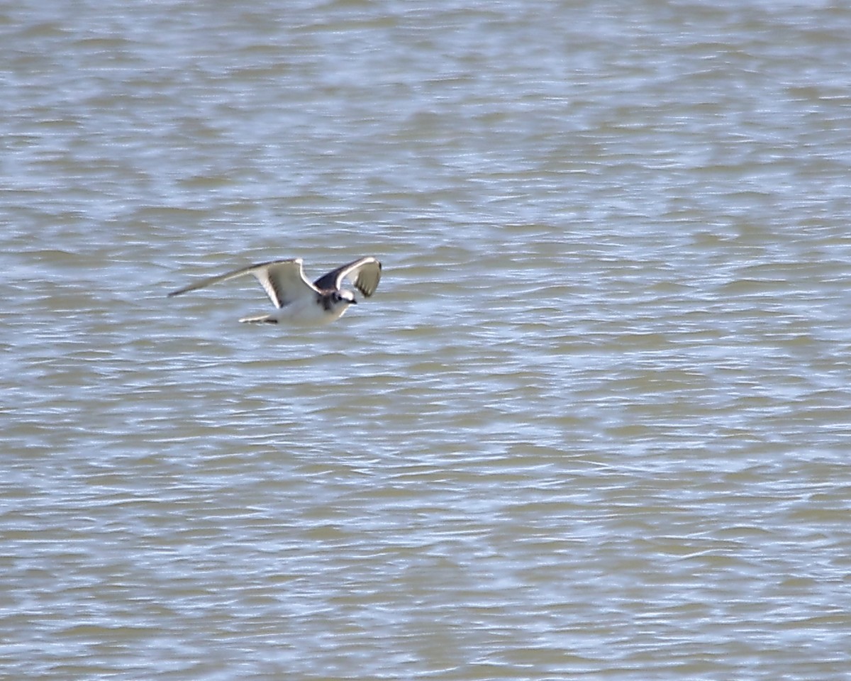 Sabine's Gull - ML625455600