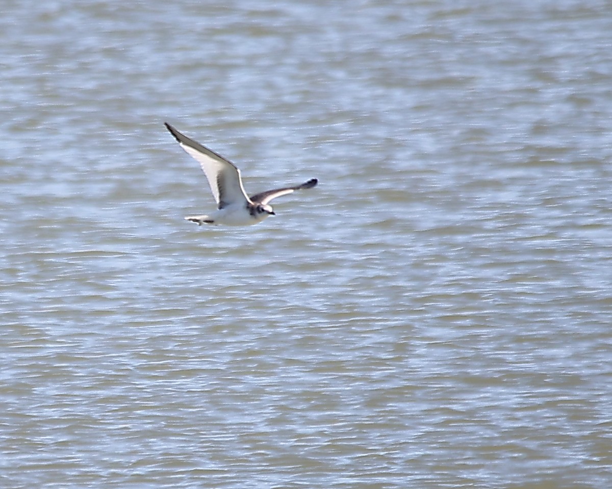 Sabine's Gull - ML625455601