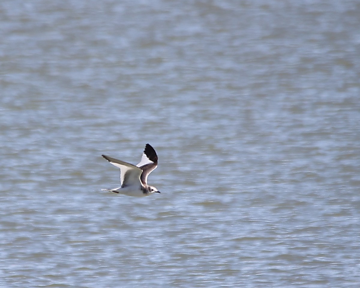 Sabine's Gull - ML625455602