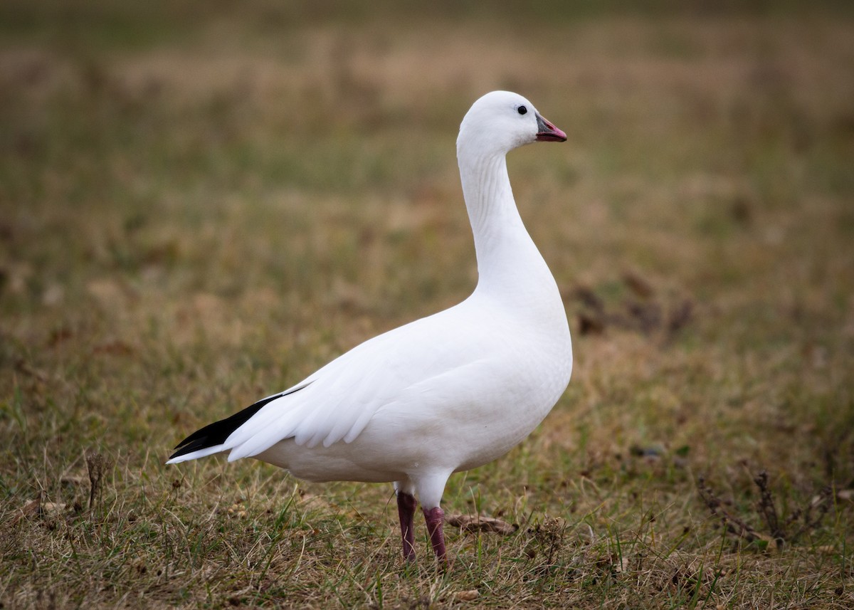 Ross's Goose - ML625455667