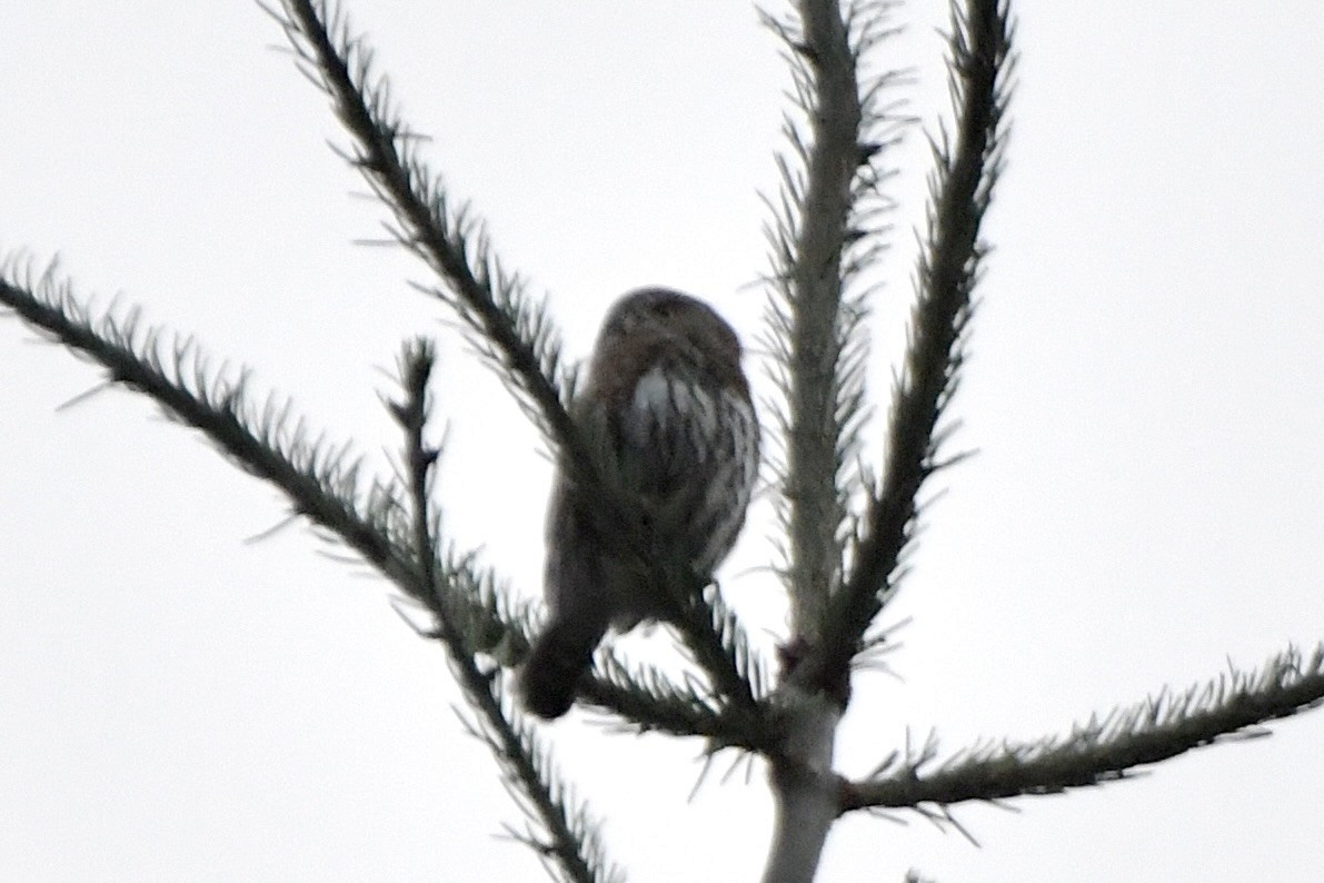 Northern Pygmy-Owl - ML625455704