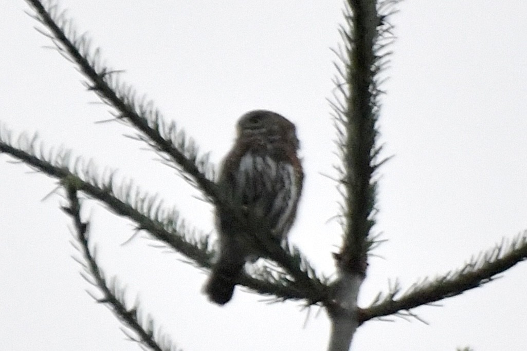 Northern Pygmy-Owl - ML625455705