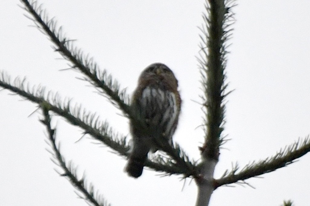 Northern Pygmy-Owl - ML625455706