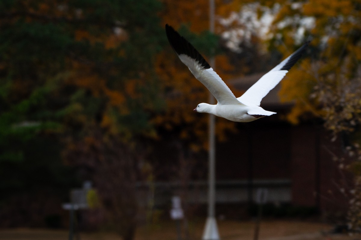 Ross's Goose - ML625455751