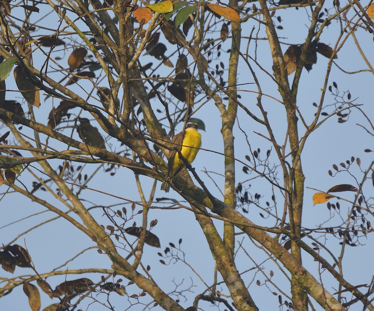 Boat-billed Flycatcher - ML625455767