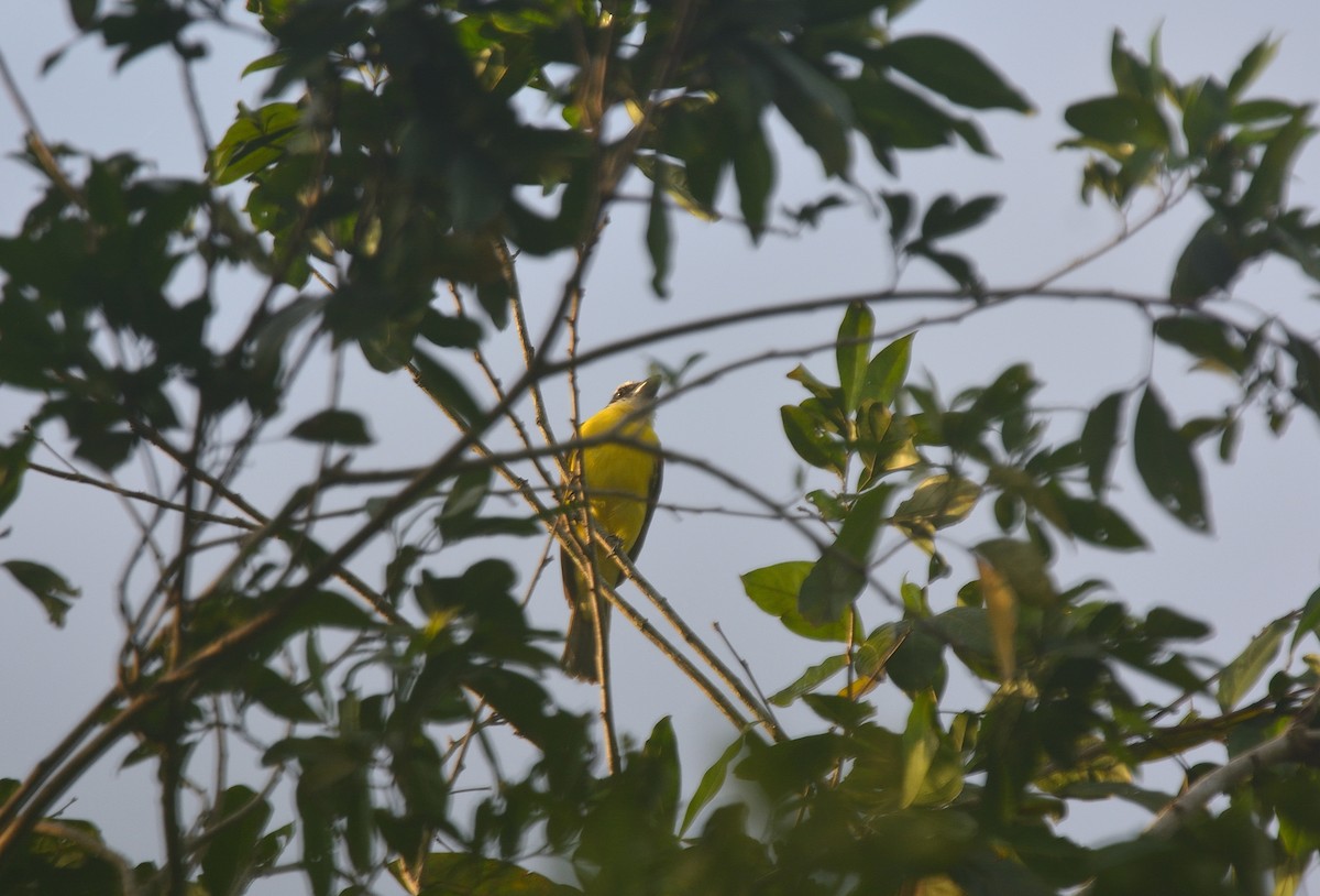 Boat-billed Flycatcher - ML625455768