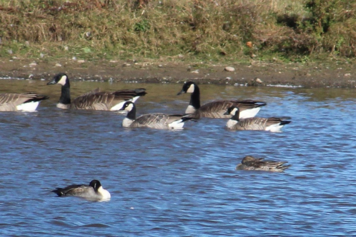 Cackling Goose - ML625455814