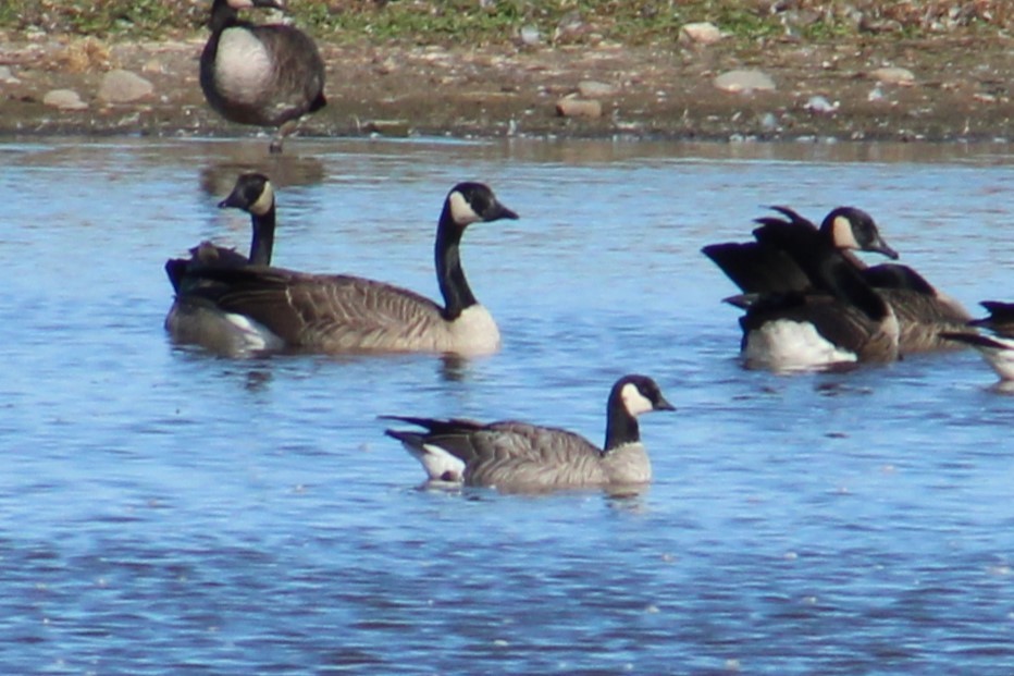 Cackling Goose - ML625455815
