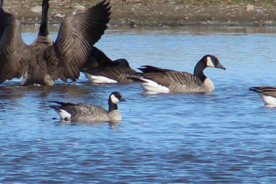 Cackling Goose - ML625455816