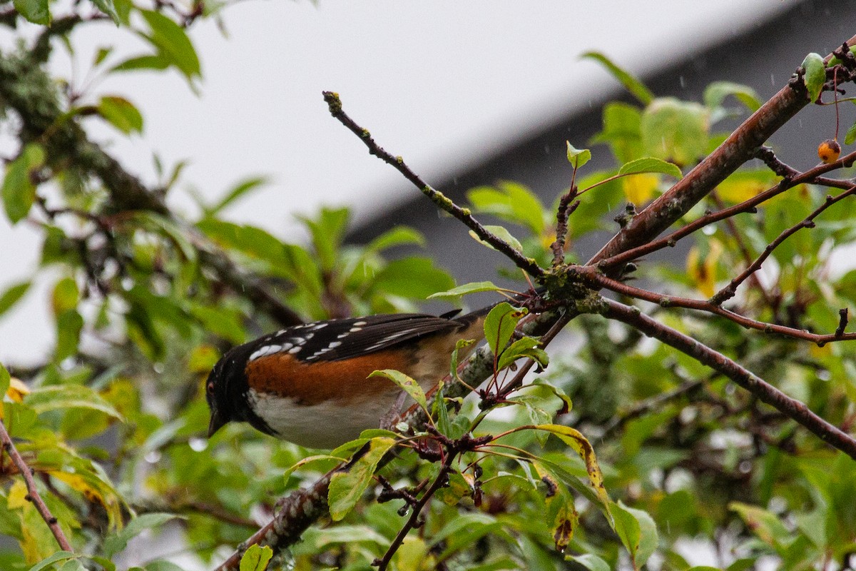 Spotted Towhee - ML625455919