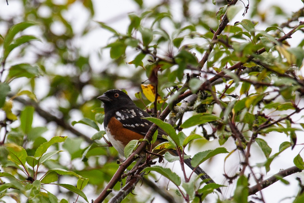 Spotted Towhee - ML625455920