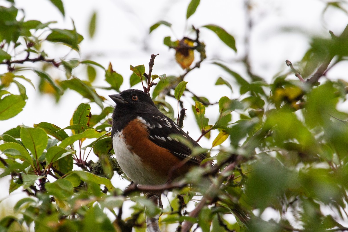 Spotted Towhee - ML625455921