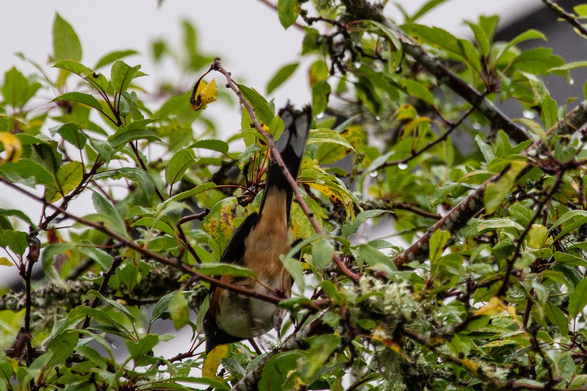 Spotted Towhee - ML625455922