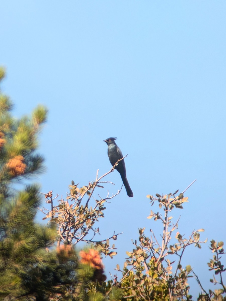 Phainopepla - ML625456012