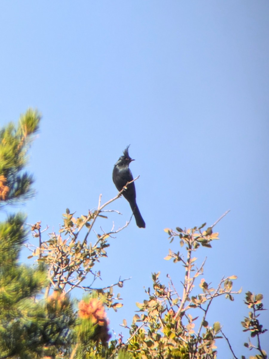 Phainopepla - ML625456013