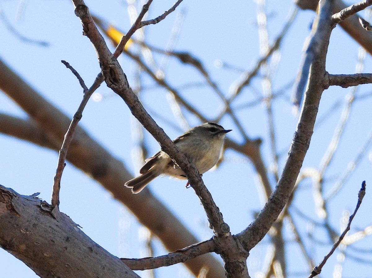 Roitelet à couronne dorée - ML625456083